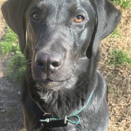 Stiles - Labrador Retriever