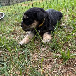 Yellow - Black and silver female Miniature Schnauzer puppy in Sparta, North Carolina from New River Miniature Schnauzers