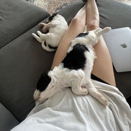 Aussiedoodle Puppies from Deason Doodles