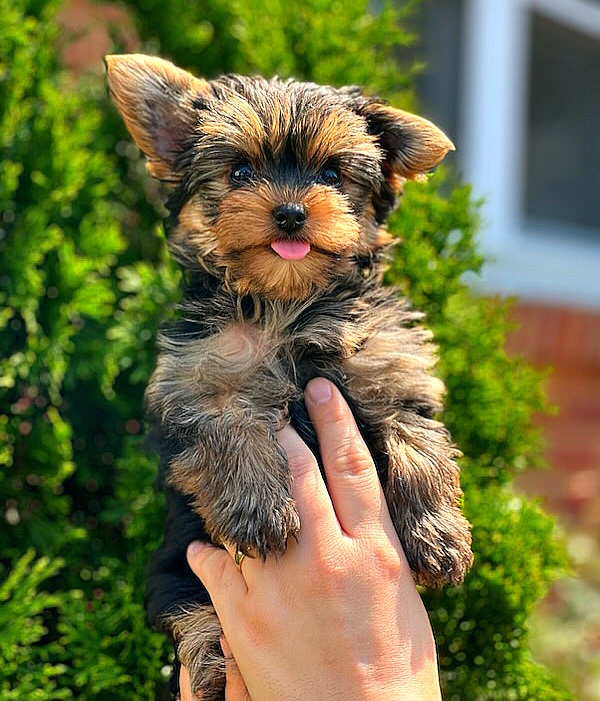 $9,500 - Yorkshire Terrier puppy in Clifton, Virginia from Royal Cupids of York