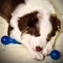Boy 3 - Red merle male Australian Shepherd puppy in Middletown, Delaware from Everline Aussies