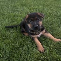- John Boy - - Black and red male German Shepherd puppy in Galt, California from At Redwood Runs