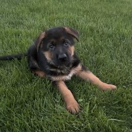 - John Boy - - Black and red male German Shepherd puppy in Galt, California from At Redwood Runs