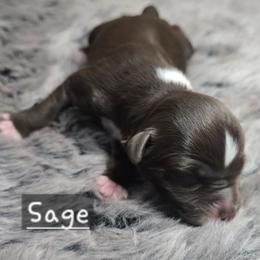Sage - Red tri female Miniature Australian Shepherd puppy in Paris, Texas from Blue Envy Mini Aussies