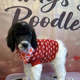 Benny - Parti male Poodle puppy in Mobile, Alabama from Semmy’s Standard Poodle LLC