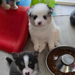 Captain - Merle male Pomsky puppy in Spokane, Washington from CJ White's Poms and Pomskies
