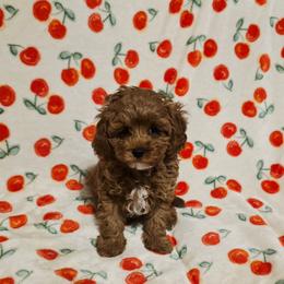 Eli - Red male Cavapoo puppy in Copan, Oklahoma from Lebel Cavapoos