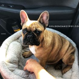 French Bulldog Puppies from Golden Oak Gypsy
