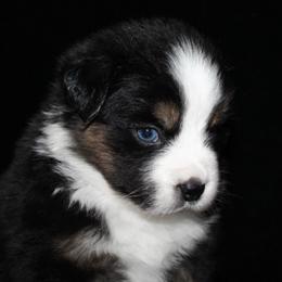 Erin - Black tri-color female Australian Shepherd puppy in Colorado Springs, Colorado from Rocky Mountain Aussies