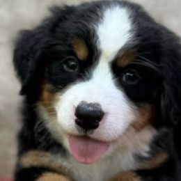 Toy Australian Shepherds from Liana’s Toy Aussies