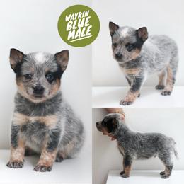 Waykin (Be a Goldfish) - Blue speckled male Australian Cattle Dog puppy in Gatlinburg, Tennessee from Greenbrier