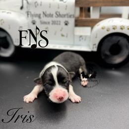 Iris Full Fluffy With A Tail - Black and tan female Pembroke Welsh Corgi puppy in Casper, Wyoming from Flying Note Shorties