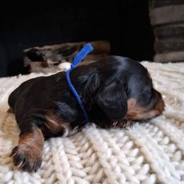 Blue boy - Merle male Cockapoo puppy in Howell, Michigan from Robbin's Treasures