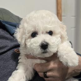 Bichon Frise Puppies from Beloved Bichon