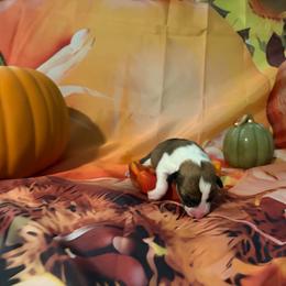 Hash brown - Sable male Pembroke Welsh Corgi puppy in Saint George, South Carolina from Carolina cotton candy corgis