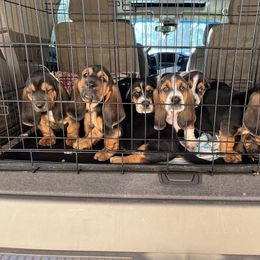 Basset Hound Puppies from Blessed Bassets