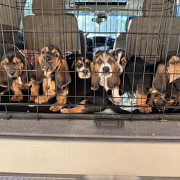 Basset Hound Puppies from Blessed Bassets