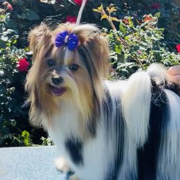 Gem - Biewer Terrier