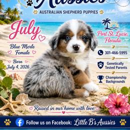 July - Blue merle female Miniature Australian Shepherd puppy in Port Saint Lucie, Florida from Charlene Brannon's Mini Australian Shepherds