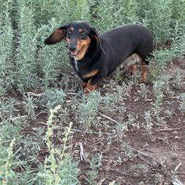 Crow - Black and tan male Dachshund puppy in Quemado, New Mexico from TNT Dachshunds