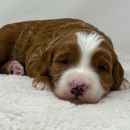 Leonard (Lenny) - Red  male Goldendoodle puppy in Fleming, Colorado from Vandenbark Doodles
