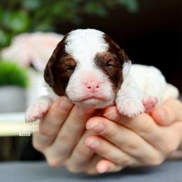 Lux - Brown and white female Bernedoodle puppy in Salado, Texas from Red Ranch Dogs