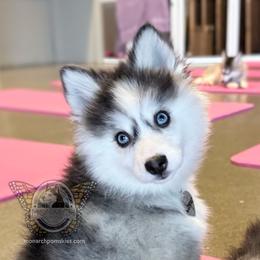 Jasper - Silver and white male Pomsky puppy in Greeley, Colorado from Monarch Pomskies | Northern Colorado