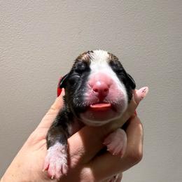 Boy 4 - Fawn male Boxer puppy in Jamesville, New York from Reynolds Homestead Boxers