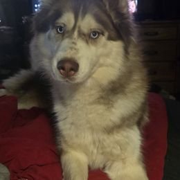 Shilah - Siberian Husky