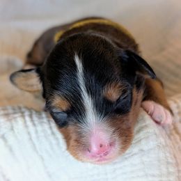 Yellow boy - Sable male Bernedoodle puppy in Beaumont, Texas from Joy's Dood Ranch