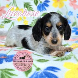LUCCHESE - Piebald female Dachshund puppy in Columbia, Louisiana from Diamond 5R Ranch AKC & CKC Miniature Dachshunds
