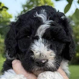 Scout - Parti male Goldendoodle puppy in Colchester, Connecticut from Top of the Hill Doodles