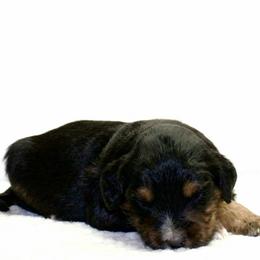 Winton - Black phantom male Aussiedoodle puppy in Decatur, Illinois from Signature Doodles