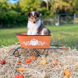 Maui - Sable and white male Collie puppy in St Augustine, Florida from Saltwater Collies LLC