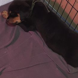 Brown collar boy 🤎 - Black and mahogany Rottweiler puppy in Medford, Oregon from 541Rottweilers