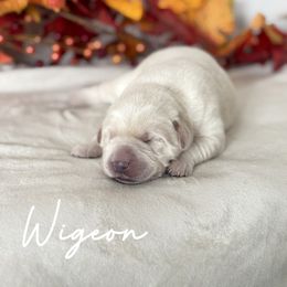 Wigeon - Yellow female Labrador Retriever puppy in Susanville, California from Bitterbrush Farm & Apiary