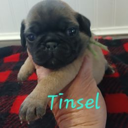 Tinsel - Fawn male Pug puppy in Concho Valley, Arizona from Agape Pugs