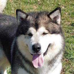 KoKo - Alaskan Malamute