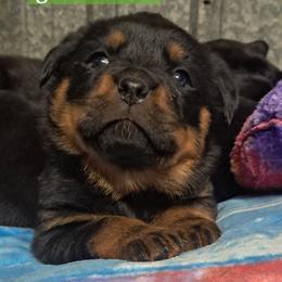 Boy 6 - Black and mahogany male Rottweiler puppy in De Witt, Iowa from Irish Eyes Kennels