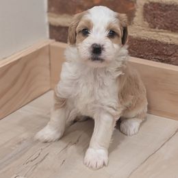 Max - Yellow and white female Bernedoodle puppy in Reinholds, Pennsylvania from Mountain Top Bernedoodles
