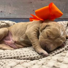 Coreopsis - Cream male Goldendoodle puppy in The Woodlands, Texas from Gracie's Goldendoodles and Bernedoodles