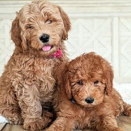 Goldendoodles and Poodles from Lydi Pups
