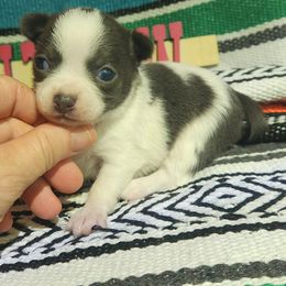 Bella - Blue and white female Chihuahua puppy in Gerald, Missouri from OutLaw Chihuahua's