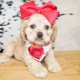 Girl 1 - Buff female Cocker Spaniel puppy in Rattan, Oklahoma from Double M Cocker Spaniels
