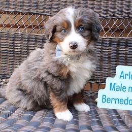 Arlo - Merle male Bernedoodle puppy in Port Orange, Florida from Royal doodles of Florida