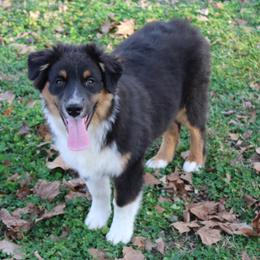 Karter - Black tri-color male Australian Shepherd puppy in Kansas, Oklahoma from Windy G Farm