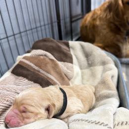 Black Collar - Golden male Golden Retriever puppy in Evansville, Wyoming from Pura Vida Golden Retrievers