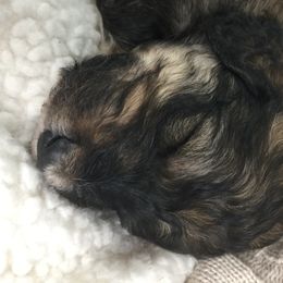 Bernedoodle Puppies from Cry Woof LLC