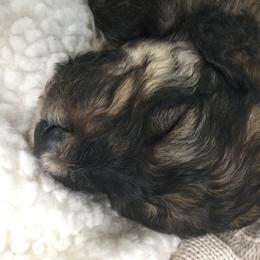 Bernedoodle Puppies from Cry Woof LLC