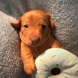 Copper - Red male Dachshund puppy in Oscoda, Michigan from Northland Dachshunds